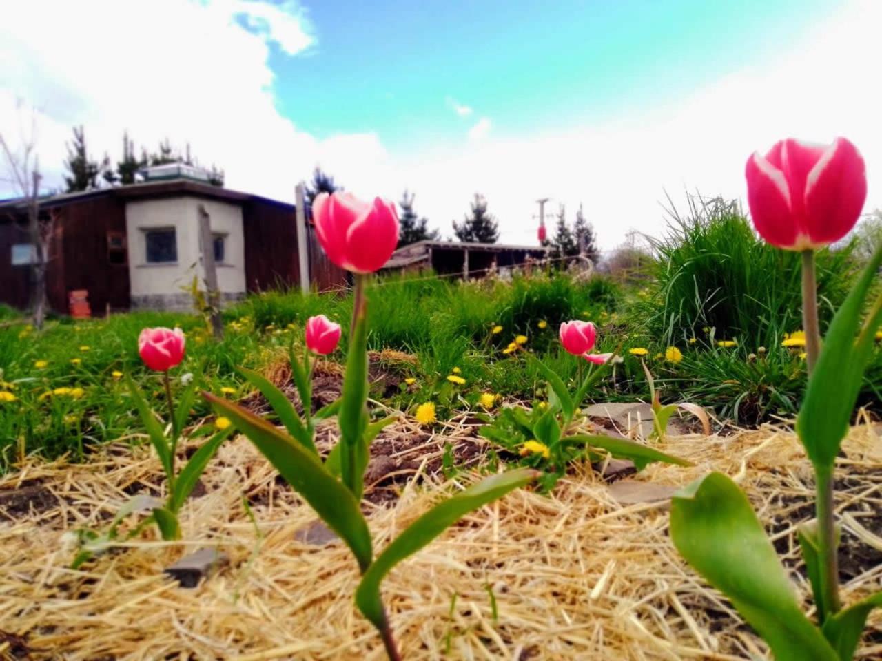 Arriba La Luna - Ecovilla Rural Trevelín エクステリア 写真
